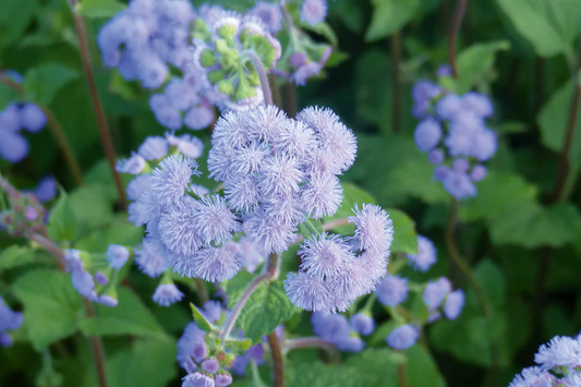 Ageratum Seeds - 150 Seeds - Blue Horizon - Annual Flower Seeds for Garden - Ageratum houstonianum