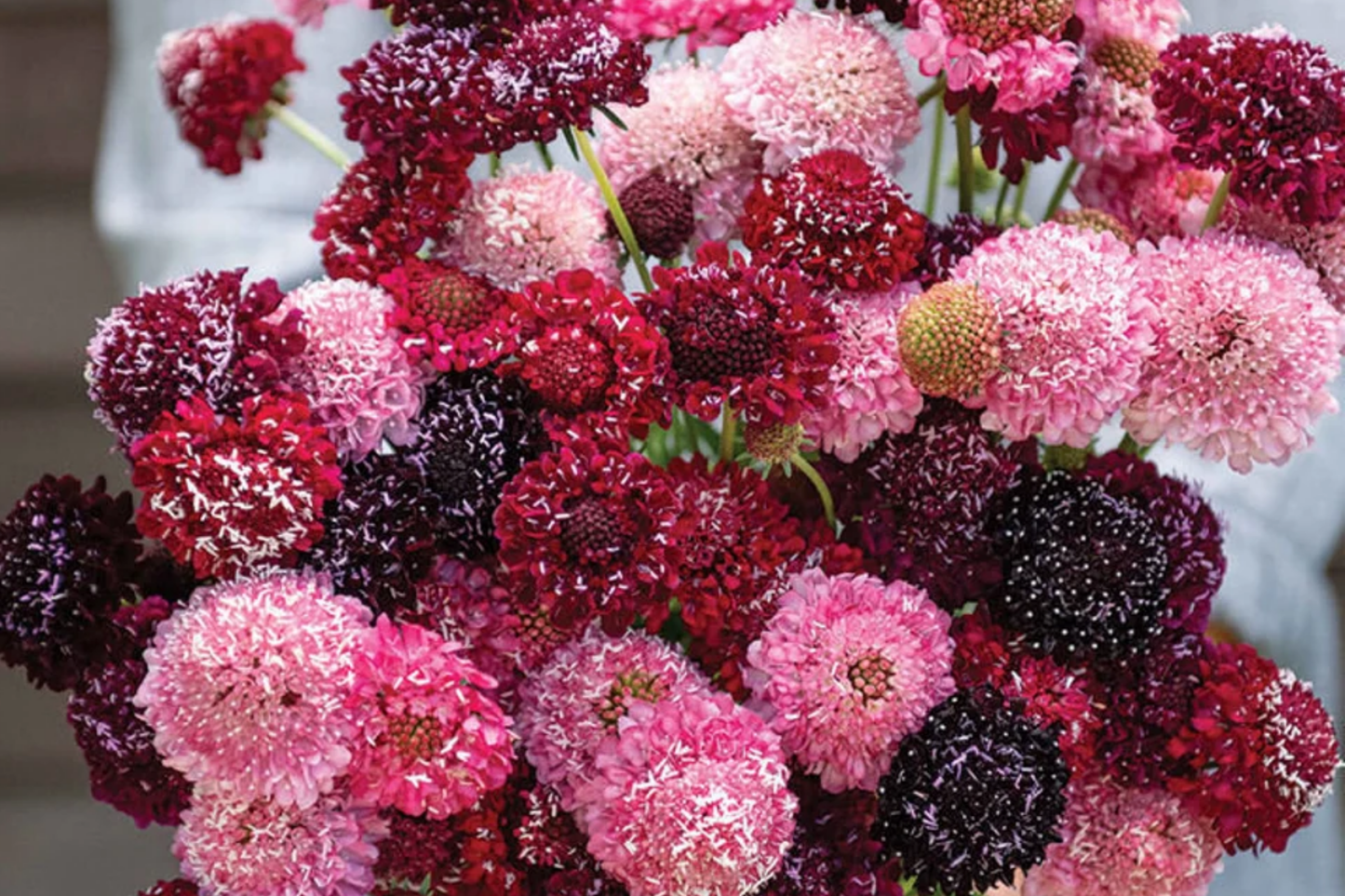 Scabiosa Seeds Berry Mix - 75+ Annual Flower Seeds for Garden - Scabiosa atropurpurea