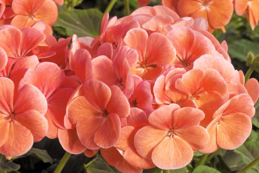 Geranium Seeds - 100+ Peachy Keen - Fragrant Fresh Flower Seeds - Non-GMO - Ideal for Gardens and Containers