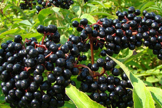 Elderberry Seeds - 175 or 450 Pack - Non-GMO Berry Seeds - Sambucus nigra