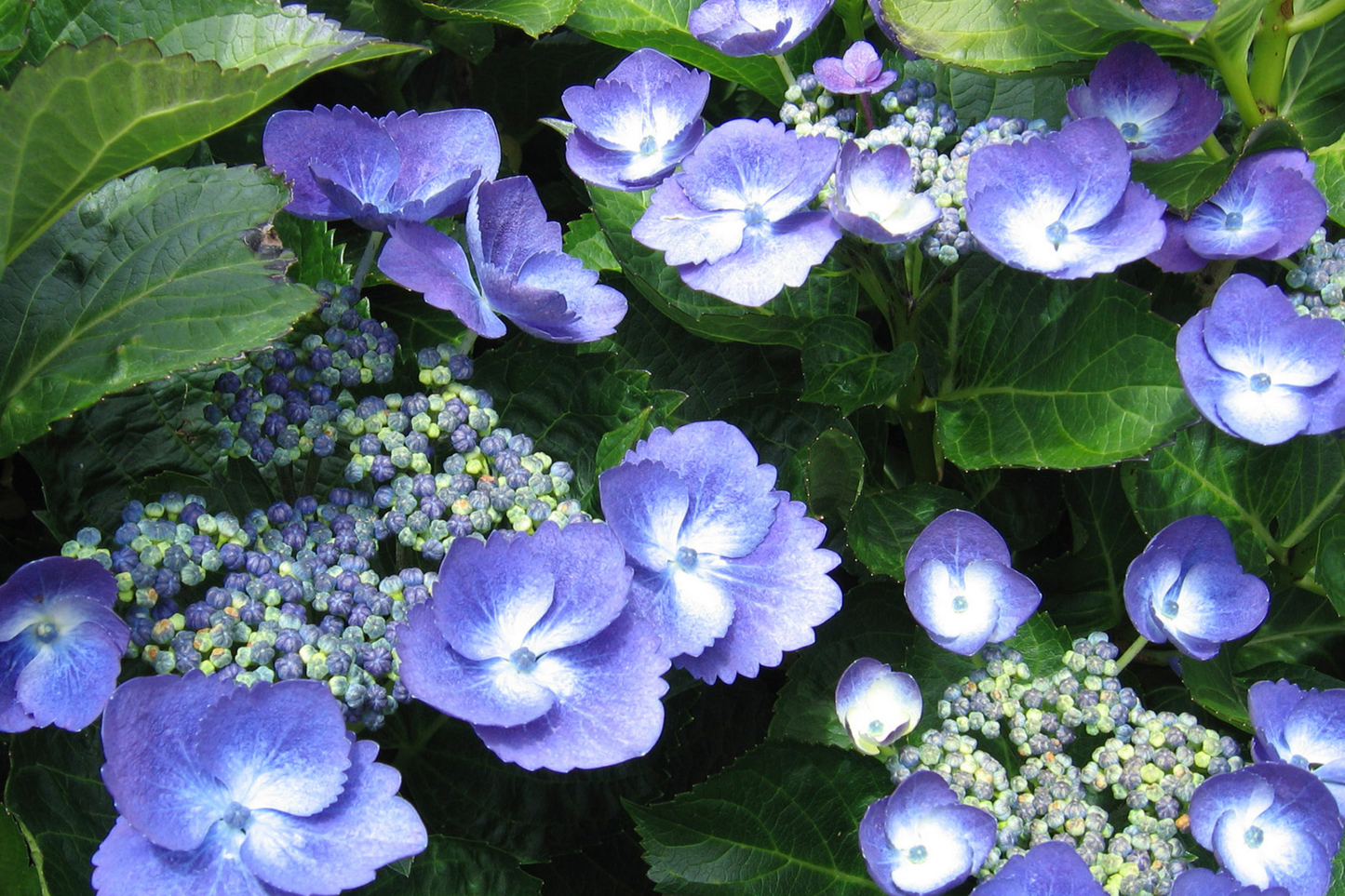 Nocturnal Nebula Hydrangea Seeds - 85 or 250 Non-GMO Flower Seeds - Unique Colorful Blooms, Hydrangea macrophylla