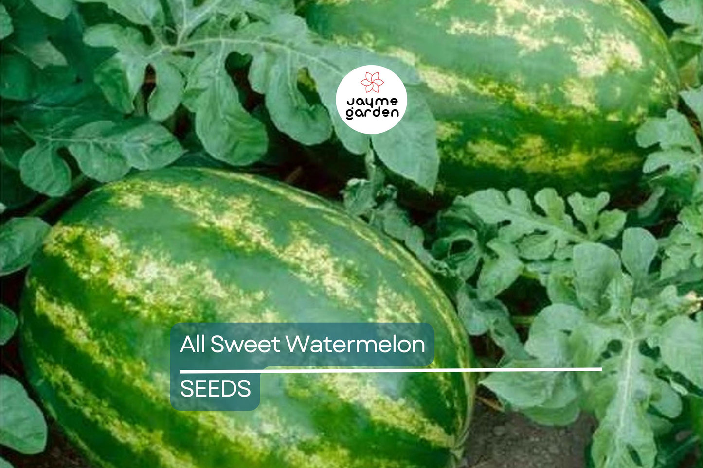 All Sweet Watermelon Seeds | Heirloom, Non-GMO | 25-30 lbs Fruit | 90 Days | USDA Zones 3-10 | Free Shipping