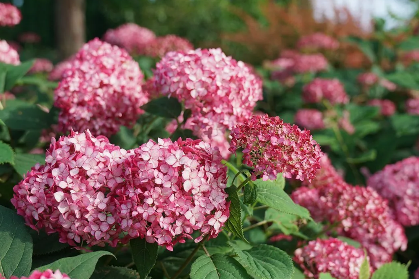Ruby Riches Hydrangea Seeds - Non-GMO Flower Seeds, 85 or 250 Seeds, Hydrangea macrophylla