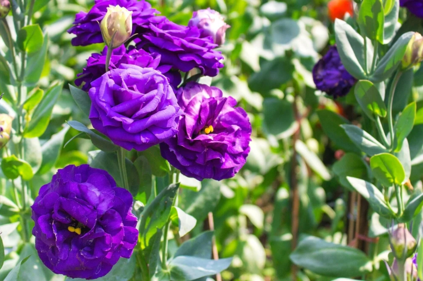 Lisianthus Seeds - Non-GMO Heirloom Plum Belle - 125-5000 Seeds for Flower Gardens - Eustoma grandiflorum