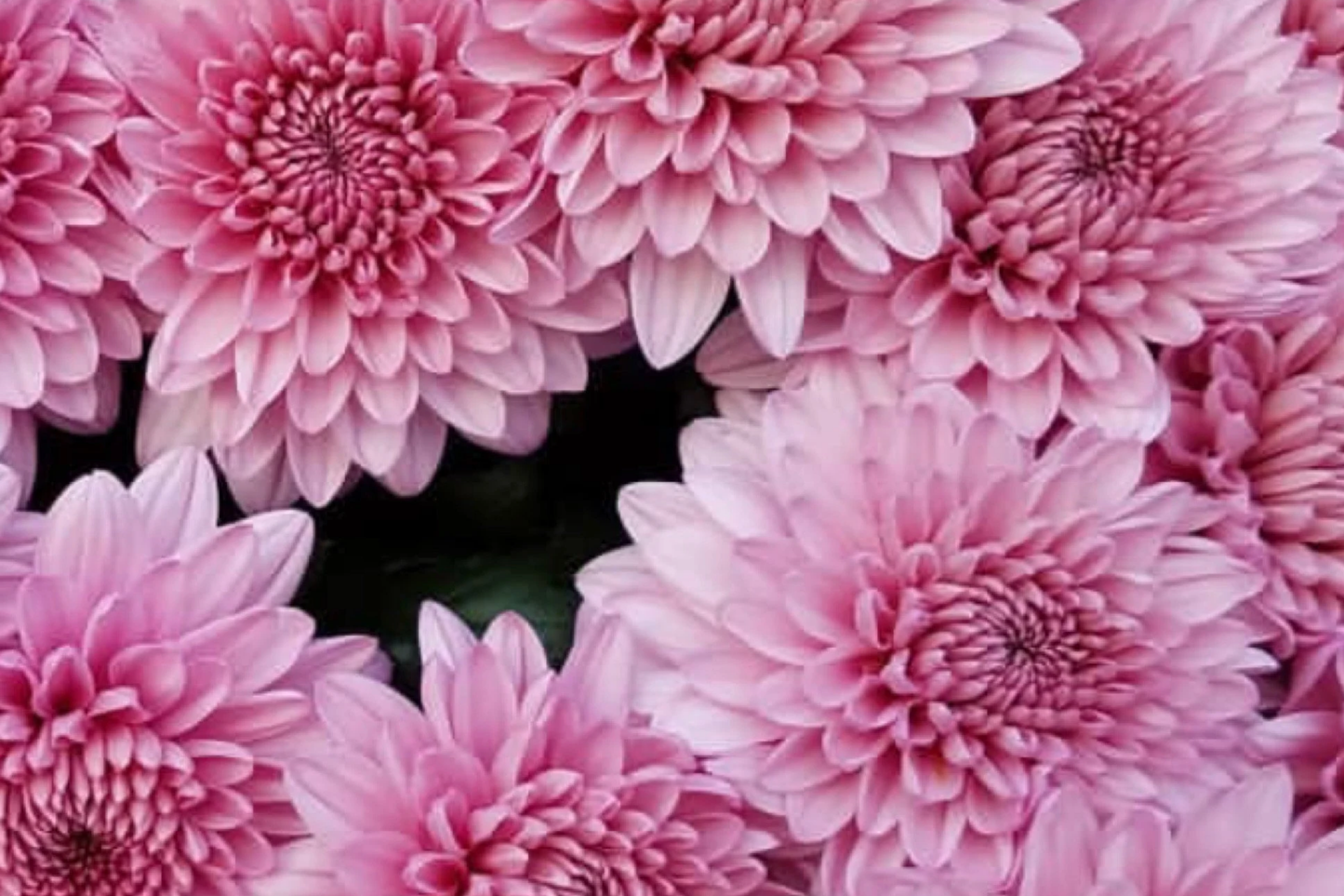 Candy Pink Mum Seeds - 200+ Chrysanthemum Flower Seeds - Vibrant Pink Blooms