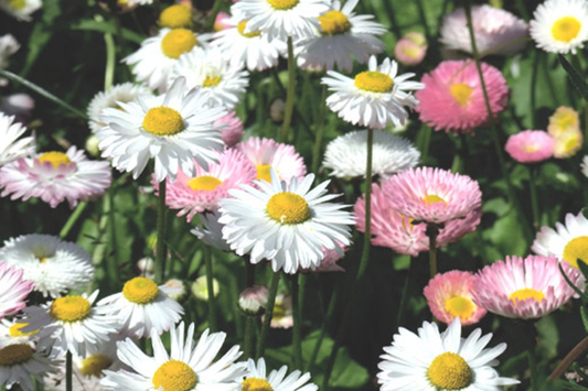 Daisy Seeds 125+ Seeds - Annual Flower Seeds for Garden - Bellis perennis - Colorful Daisy Flower Variety