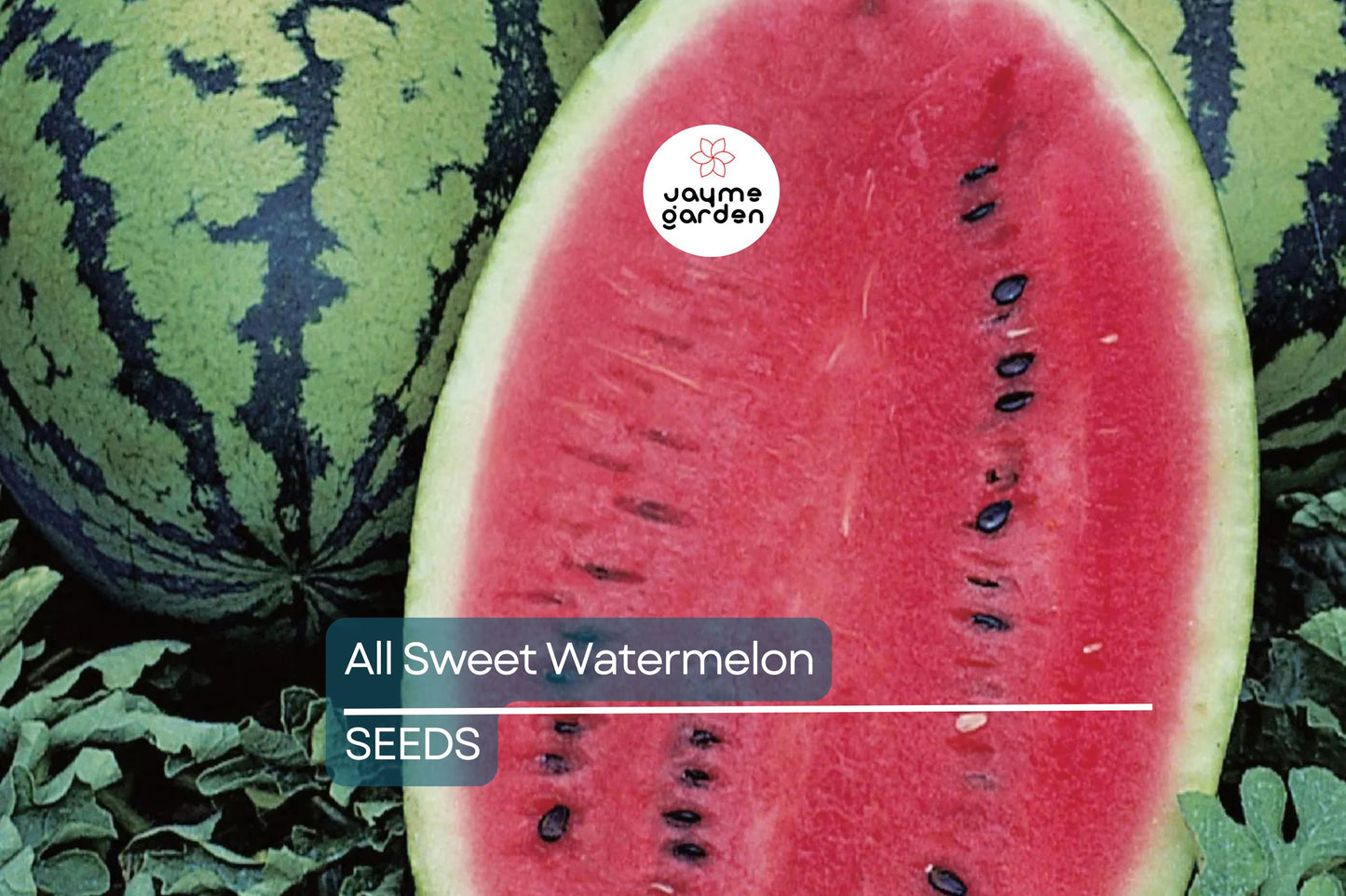 All Sweet Watermelon Seeds | Heirloom, Non-GMO | 25-30 lbs Fruit | 90 Days | USDA Zones 3-10 | Free Shipping