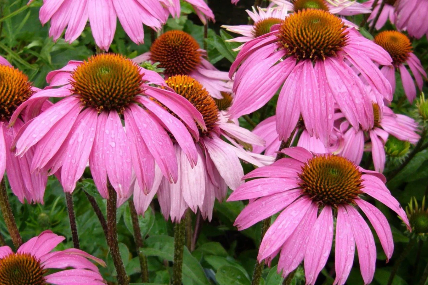 Coneflower Seeds, 50+ Seeds, Annual Flower Variety for Flower Beds, Echinacea Purpurea