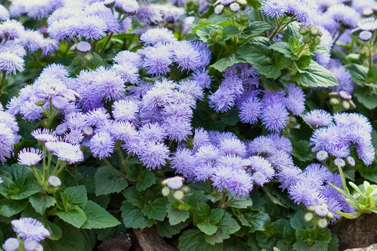 Ageratum Seeds 150 Count - Lavender Mist - Annual Flower Seeds - Ageratum Houstonianum
