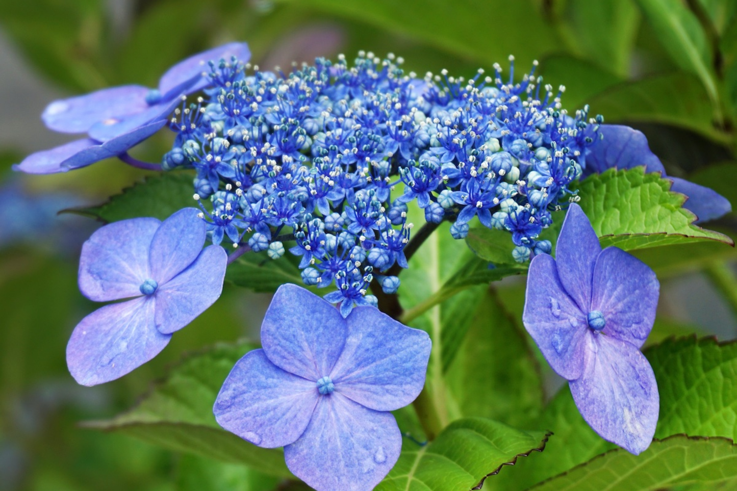 Chiffon Dream Hydrangea Seeds - 85 or 250 Non-GMO Flower Seeds - Hydrangea macrophylla