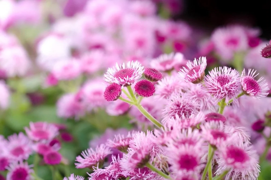 Ageratum Seeds - 150 Count - Pink Mist Annual Flower Seeds - Ageratum Houstonianum