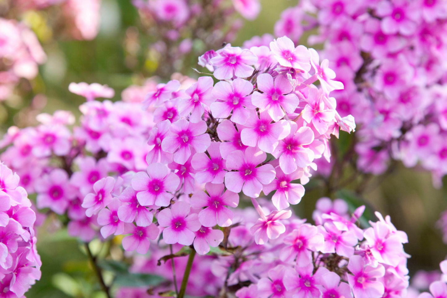 Phlox Seeds - 125 Count - Famous White Annual Garden Flower Seeds - Phlox paniculata