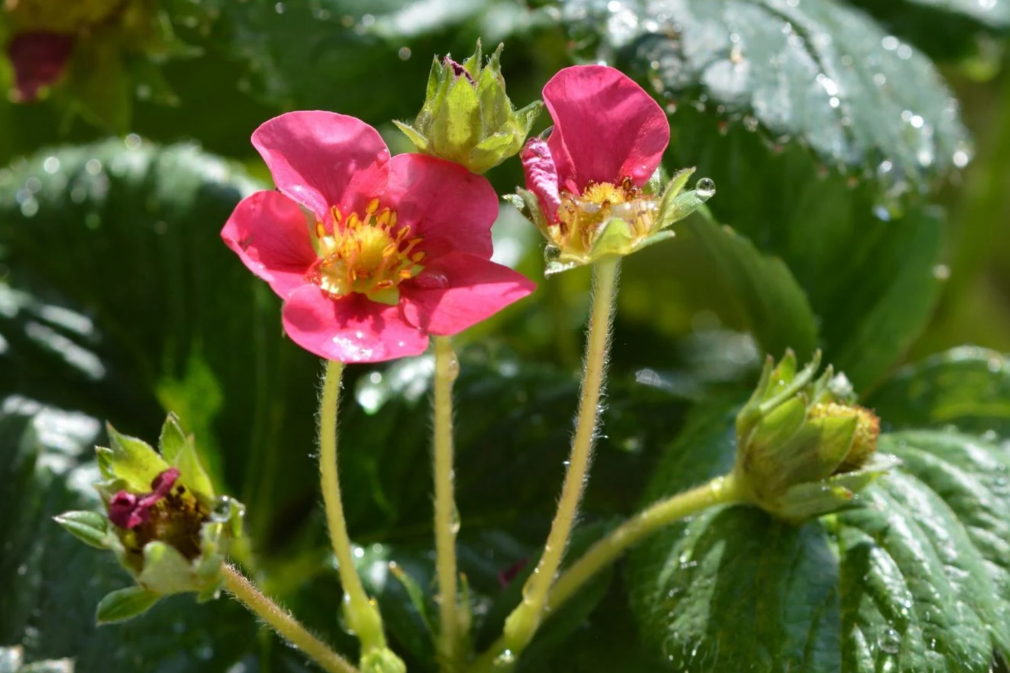 Ruby Brite Strawberry Seeds - Non-GMO Flower Seeds - 150 or 350 Seeds - Fragaria x ananassa