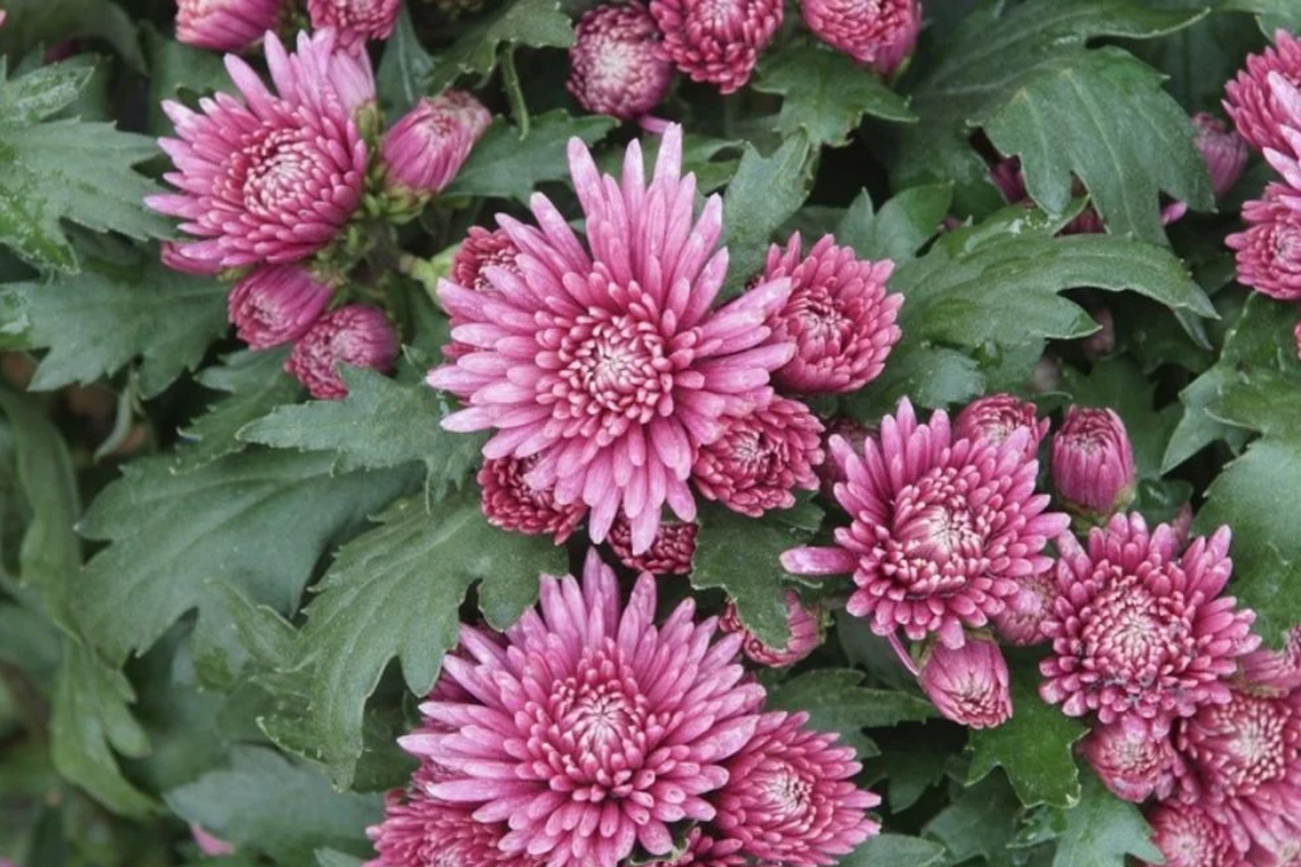 Light Pink Mum Chrysanthemum Seeds - 200+ Seeds - Chrysanthemum morifolium - Perfect for Fall Gardens and Bouquets