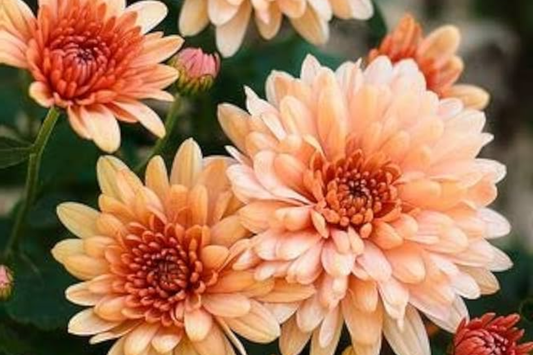 Charisma Coral Mum Seeds - 200+ Chrysanthemum Flower Seeds - Vibrant Coral Color, Perfect for Gardens and Bouquets
