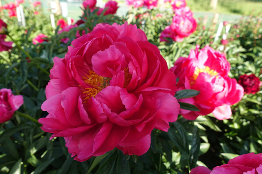 Charm Raspberry Seeds, Non-GMO, Bulk Pack of 125/300/750 Seeds, Rubus idaeus, Ideal for Home Gardens