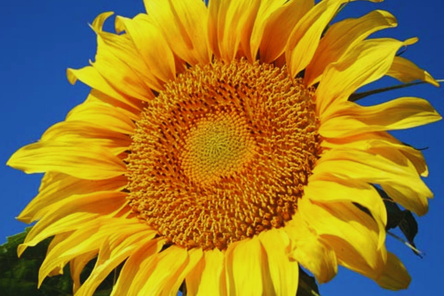 Bulk Mammoth Grey-Stripe Sunflower Seeds | Non-GMO Heirloom Garden Seeds | Perfect for Gardens & Landscapes