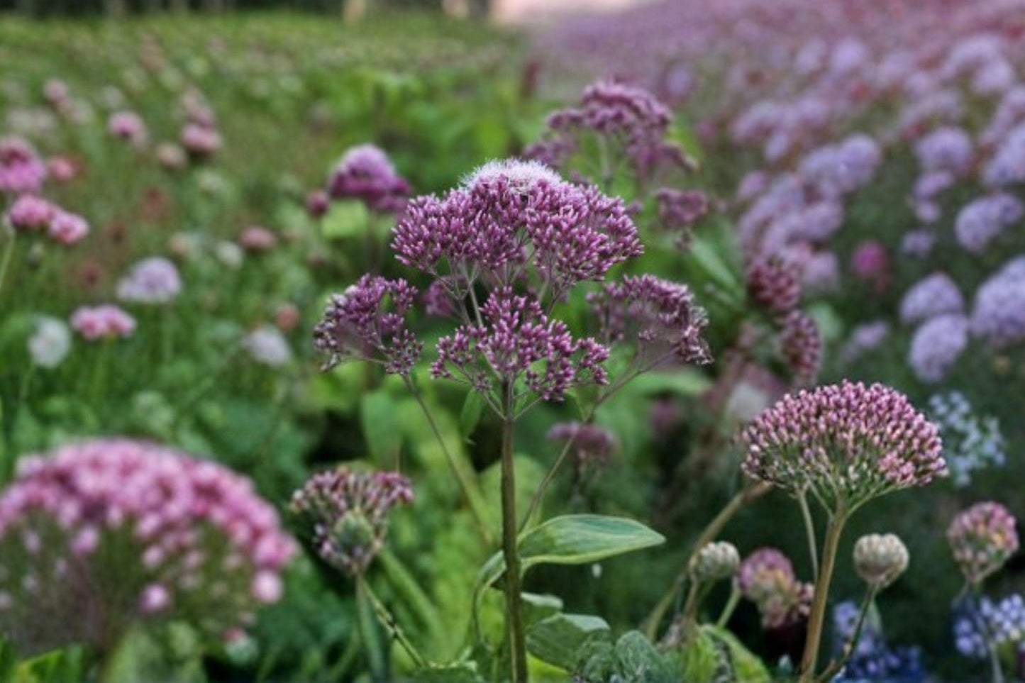 100 Joe Pye Weed Seeds – Eutrochium fistulosum – Native Pollinator Flower