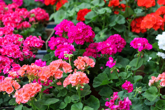 Geranium Seeds - 100+ Fireberry Fantasy - Fragrant Non-GMO Flower Seeds - Perfect for Gardens