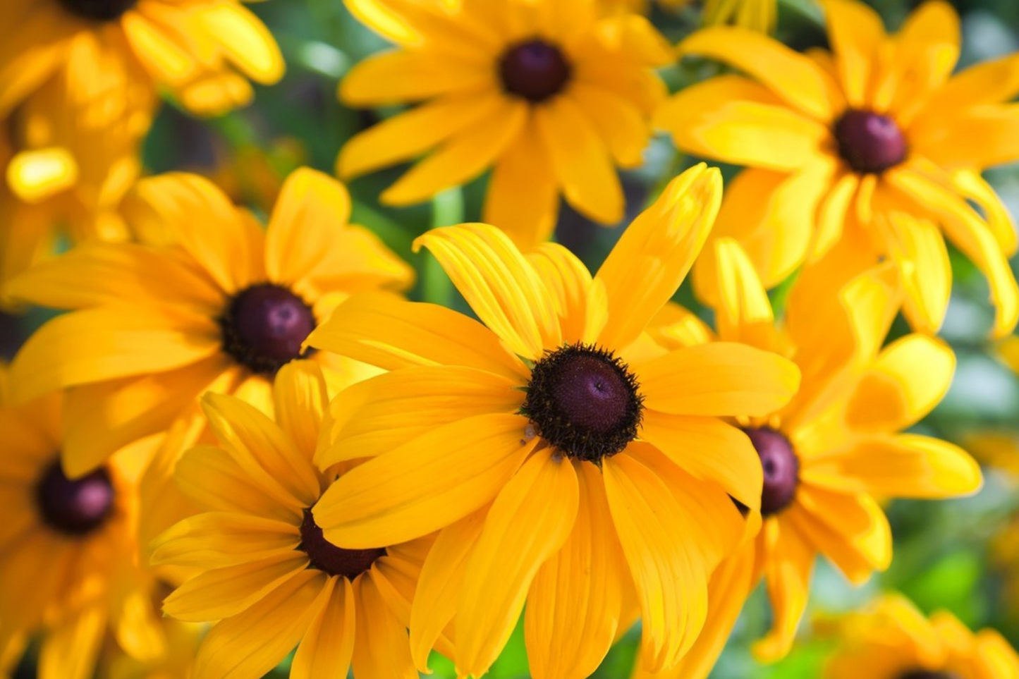 Rudbeckia Seeds - Spudnick Variety - 125+ Annual Flower Seeds for Garden - Black-eyed Susan (Rudbeckia hirta)