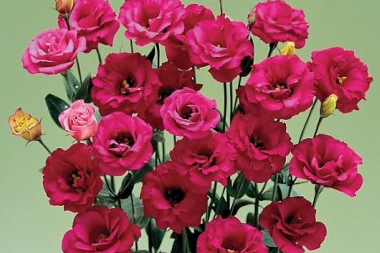 Lisianthus Seeds - Illumination Rouge - Non-GMO Heirloom Flower Seeds - 125-5000 Seeds