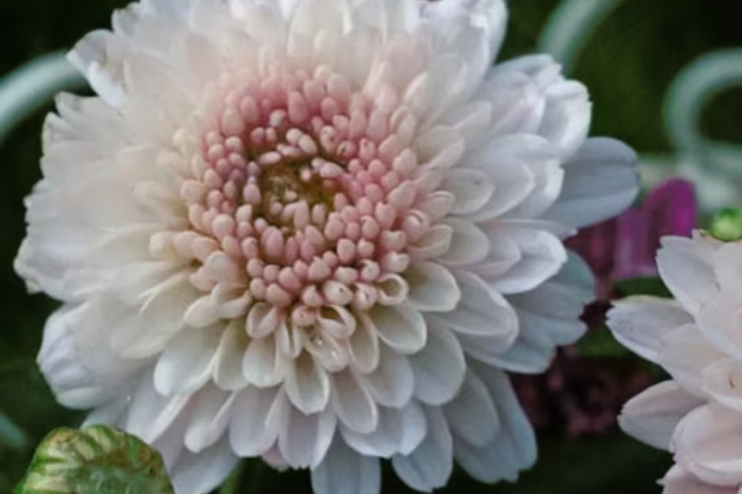 Blush Posy Mum Chrysanthemum Seeds - 200+ Annual Flower Seeds for Colorful Garden, Chrysanthemum morifolium