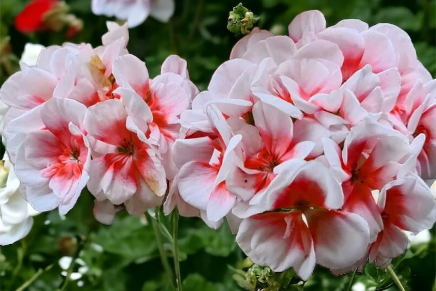 Geranium Seeds Packet - Fragrant Non-GMO Variety - 100 Fresh Harvest Seeds - Pelargonium spp.
