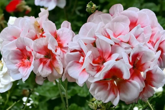 Geranium Seeds Packet - Fragrant Non-GMO Variety - 100 Fresh Harvest Seeds - Pelargonium spp.