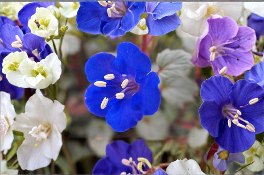 100 California Bluebells Seeds – Phacelia campanularia – Desert Wildflower – Pollinator Plant