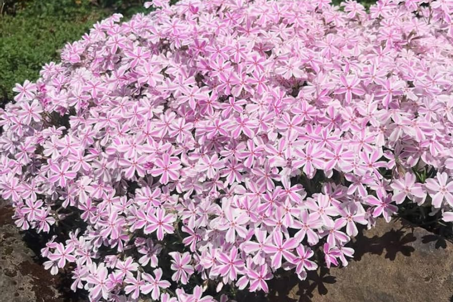 Phlox Seeds - 125 Count - Candy Stripes Annual Flower Seeds - Phlox paniculata