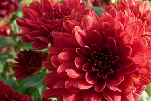 Magic Cranberry Mum Seeds - 200+ Chrysanthemum Flower Seeds - Colorful Garden Blooms - Chrysanthemum morifolium