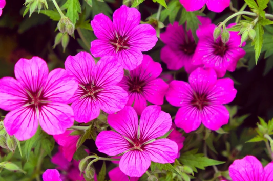 Geranium Seeds - 100+ Pack - Magenta Marvel - Fragrant Flower Seeds - Non-GMO