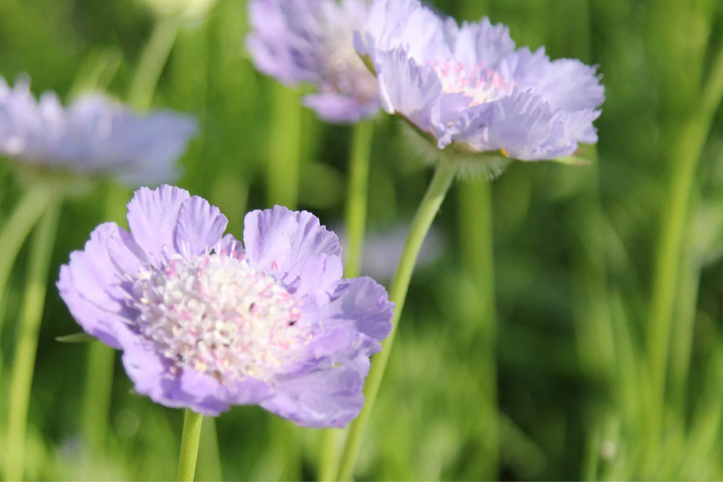 Blush Scabiosa Seeds | 75+ Seeds | Annual Flower Seeds | Scabiosa caucasica