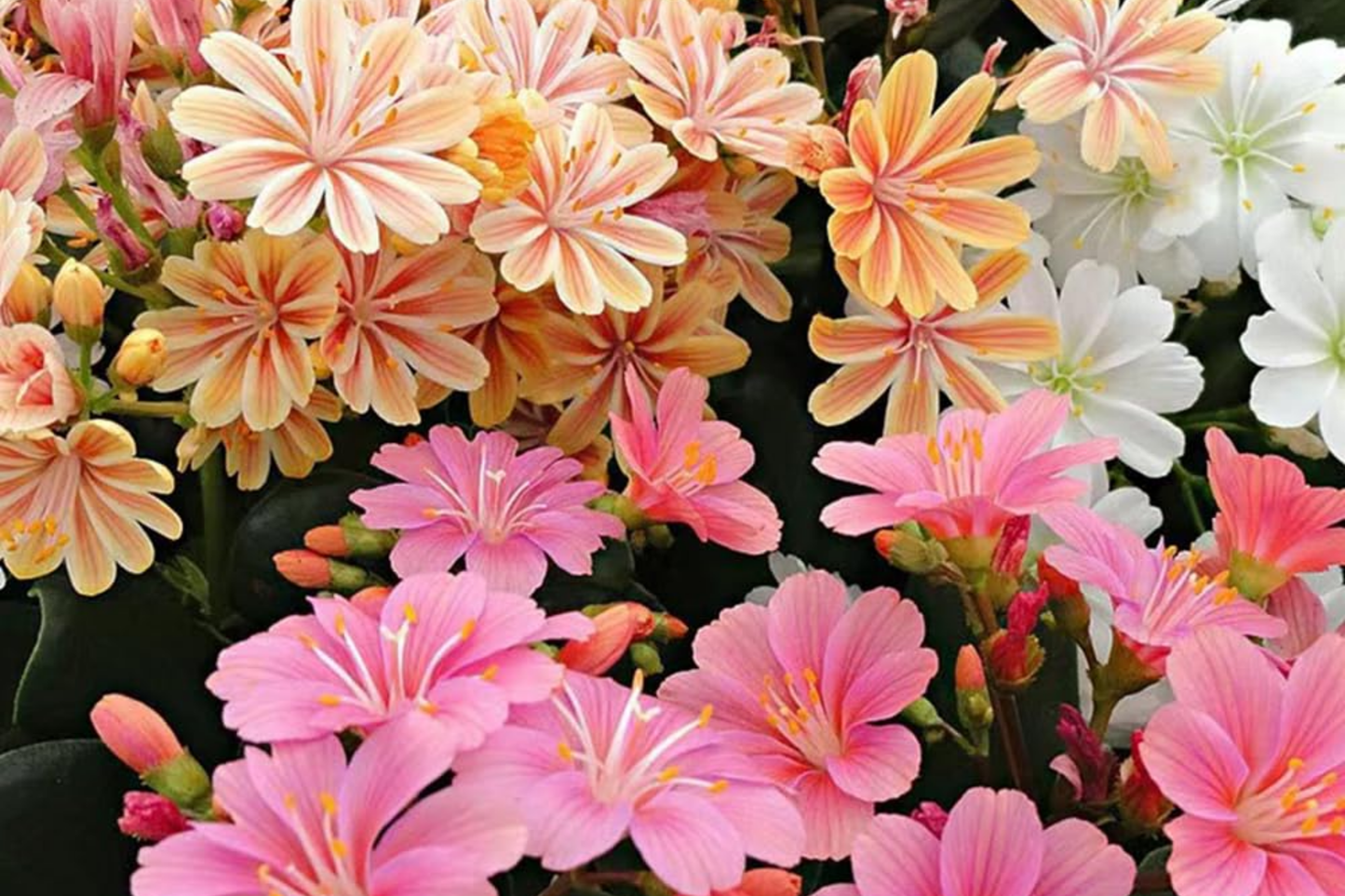 Lewisia Seeds - Caramel Flair - 35 or 100 Non-GMO Flower Seeds - Ideal for Garden Planting