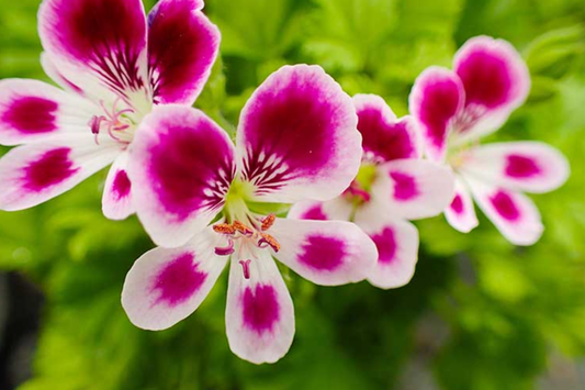 Geranium Seeds 100+ Pack - Fragrant Springtime Flowers - Non-GMO Pelargonium Species
