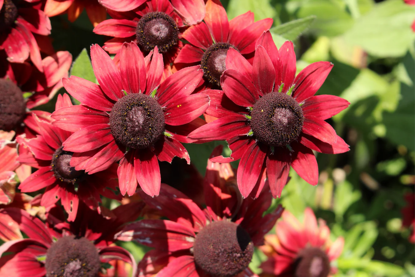 Cherry Brandy Rudbeckia Seeds - 125+ Annual Flower Seeds for Garden - Rudbeckia hirta