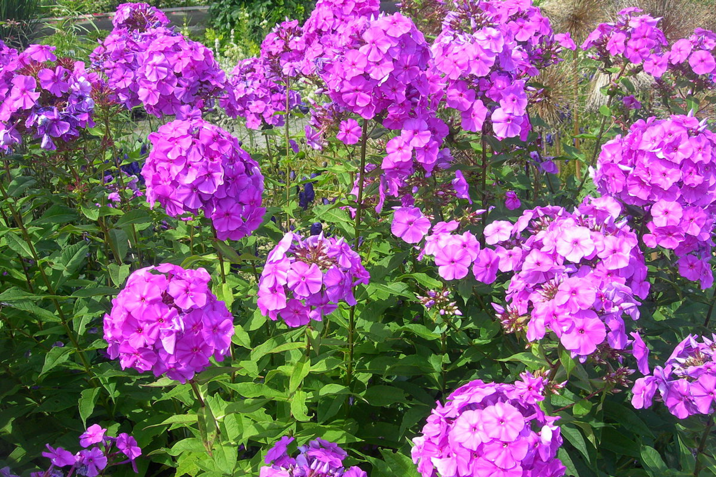 Phlox Seeds - 125 Seeds - Bungaa Variety - Annual Garden Flower Seeds - Phlox paniculata