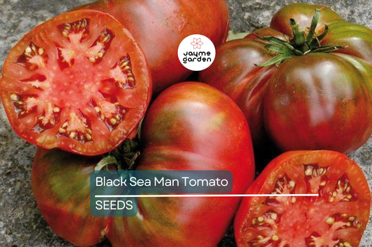 Black Sea Man Tomato Seeds | Heirloom, Non-GMO | 8-12 oz Fruit | 75 Days | USDA Zones 3-10 | Free Shipping