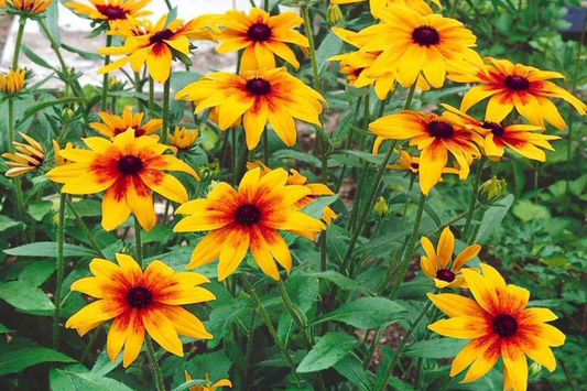 Cherokee Blush Rudbeckia Seeds - 125+ Annual Flower Seeds for Garden - Rudbeckia hirta