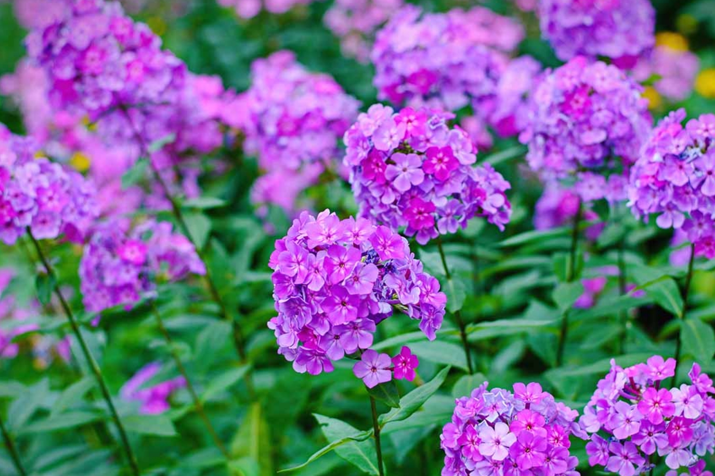 Phlox Seeds - 125 Seeds - Fuchsia - Garden Bloom Annual Flower Seeds - Phlox paniculata