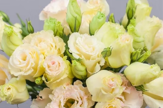 Aegis Jade Lisianthus Seeds - 125-5000 Non-GMO Heirloom Garden Flower Seeds - Eustoma grandiflorum