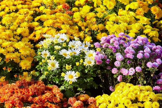 Mango Dream Mum Seeds - 200+ Chrysanthemum Flower Seeds - Annual Flower Seeds - Bright Orange Variety