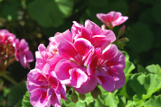 Geranium Seeds - 100+ Frosted Rose - Fragrant Non-GMO Flower Seeds - Pelargonium spp.