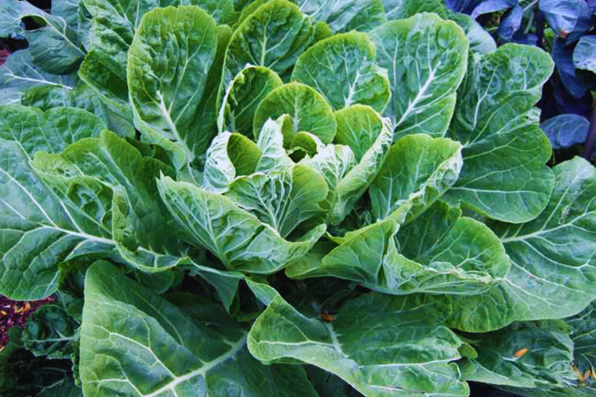 800+ Vates Collard Green Seeds | Non-GMO Heirloom Vegetable Seeds for Fresh Garden Planting | Brassica oleracea