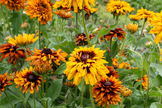 Cherokee Salmon Rudbeckia Seeds - 125+ Annual Flower Seeds for Garden - Rudbeckia hirta