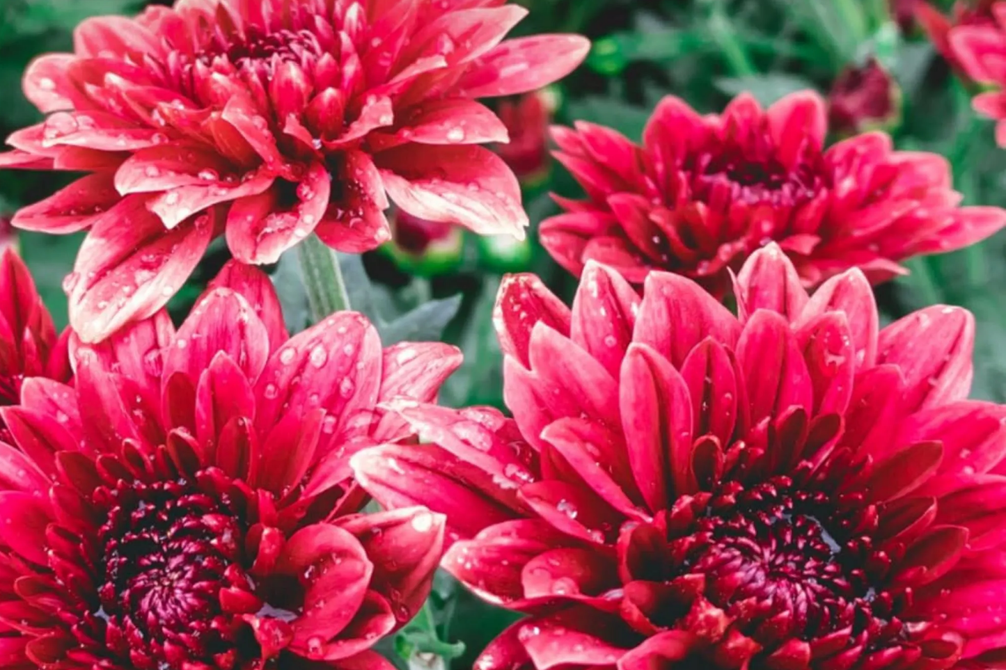 Red Velvet Mum Seeds - 200+ Annual Flower Seeds - Chrysanthemum Variety for Vibrant Garden Blooms