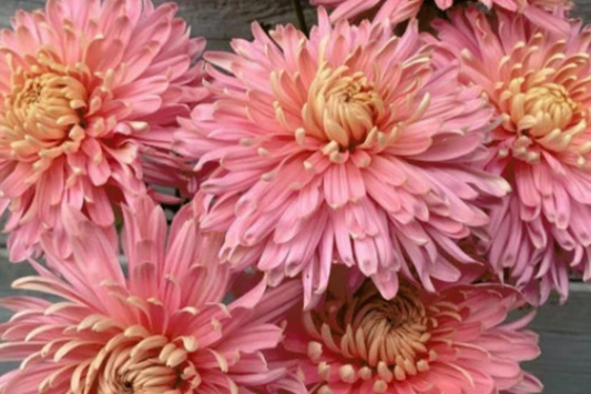Blush Burst Mum Seeds - 200+ Chrysanthemum Flower Seeds - Annual Blush Burst Variety - Perfect for Gardens