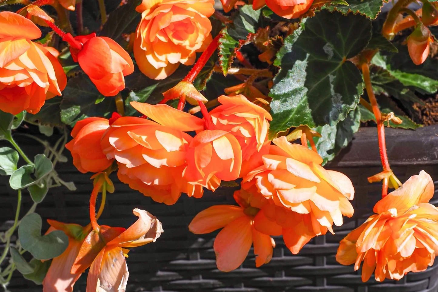 Sunset Embers Begonia Seeds - 45 or 125 Seeds - Colorful Flower Seeds - Begonia x tuberhybrida