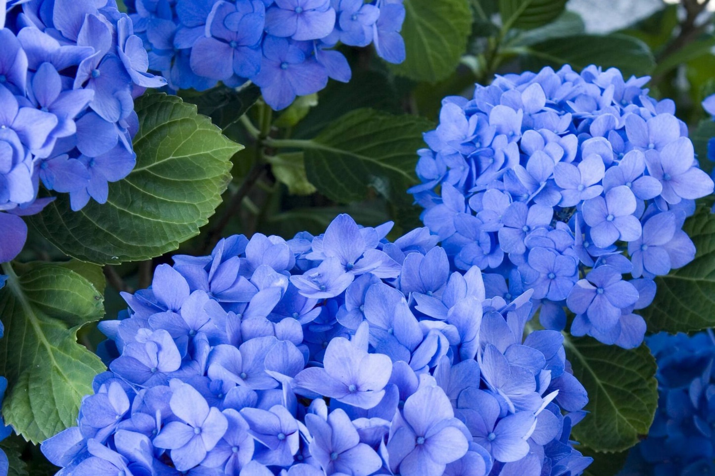Muse Blue Hydrangea Seeds - Non-GMO Flower Seeds, 85 or 250 Seeds, Hydrangea macrophylla