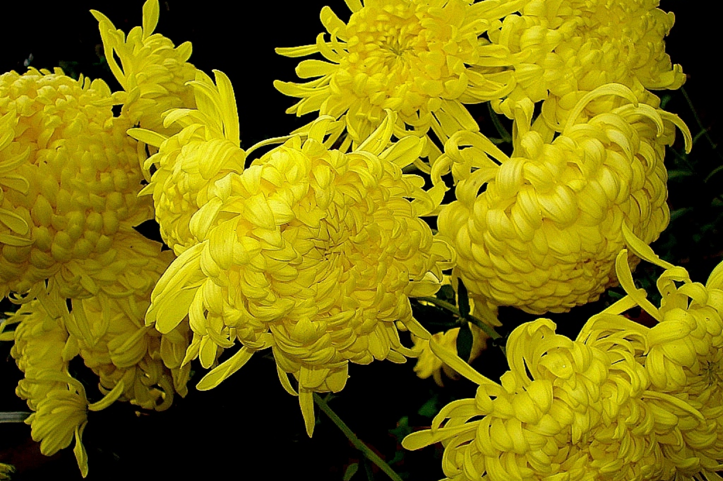Chrysanthemum Seeds - Silken Majesty Mum - 200+ Flower Seeds - Colorful Blooms for Gardens - Chrysanthemum morifolium